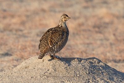 Greater Prairie Chicken - Tympanuchus cupido