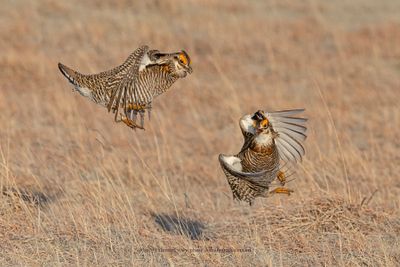 Greater Prairie Chicken - Tympanuchus cupido