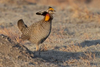 Greater Prairie Chicken - Tympanuchus cupido