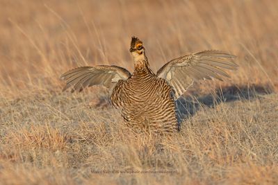 Greater Prairie Chicken - Tympanuchus cupido