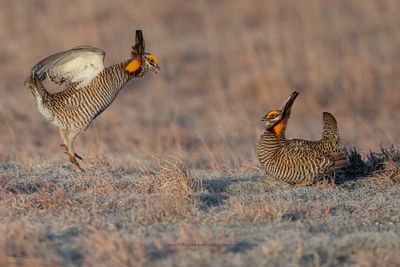 Greater Prairie Chicken - Tympanuchus cupido