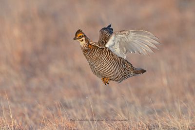 Greater Prairie Chicken - Tympanuchus cupido