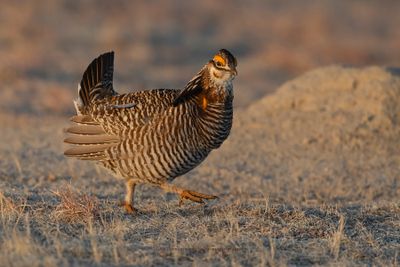 Greater Prairie Chicken - Tympanuchus cupido