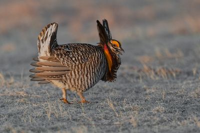 Greater Prairie Chicken - Tympanuchus cupido