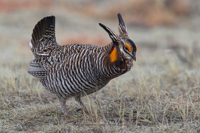 Greater Prairie Chicken - Tympanuchus cupido