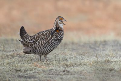 Greater Prairie Chicken - Tympanuchus cupido