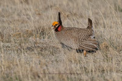 Lesser Prairie-Chicken - Tympanuchus pallidicinctus