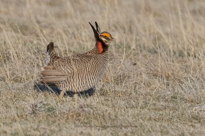 Lesser Prairie-Chicken - Tympanuchus pallidicinctus