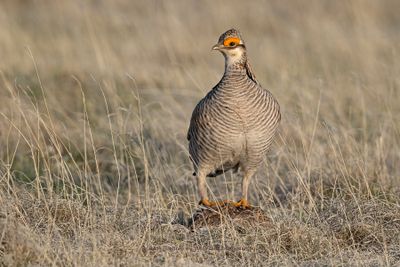 Lesser Prairie-Chicken - Tympanuchus pallidicinctus