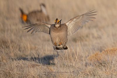 Lesser Prairie-Chicken - Tympanuchus pallidicinctus
