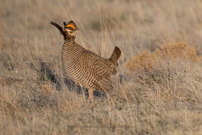 Lesser Prairie-Chicken - Tympanuchus pallidicinctus