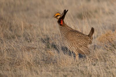 Lesser Prairie-Chicken - Tympanuchus pallidicinctus