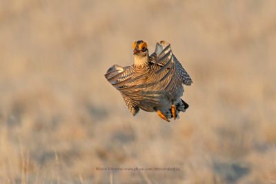 Lesser Prairie-Chicken - Tympanuchus pallidicinctus