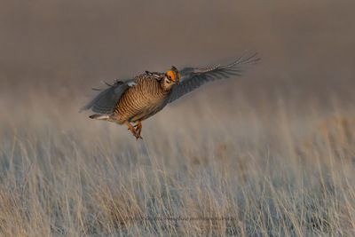 Lesser Prairie-Chicken - Tympanuchus pallidicinctus