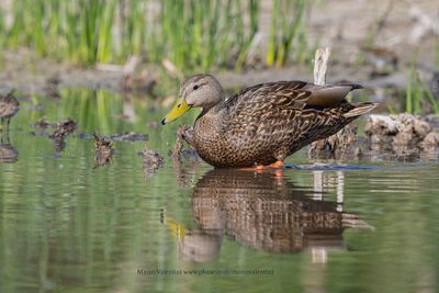 Mexican Duck - Anas diazi