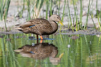 Mexican Duck - Anas diazi