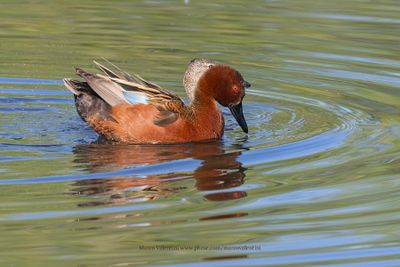 Cinnamon Teal - Anas cyanoptera