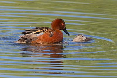 Cinnamon Teal - Anas cyanoptera