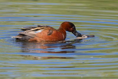 Cinnamon Teal - Anas cyanoptera