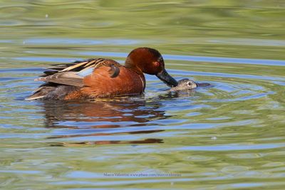 Cinnamon Teal - Anas cyanoptera