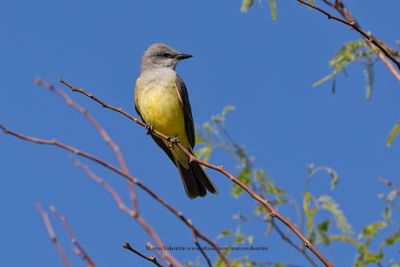 Western Kingbird - Tyrannus verticalis