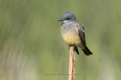 Cassin's Kingbird - Tyrannus vociferans