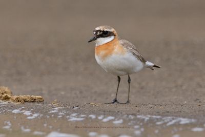 Tibetan Plover - Anarhynchus atrifrons