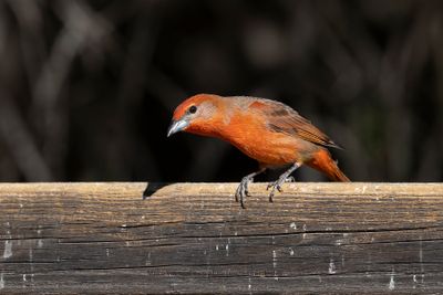 Hepatic Tanager - Piranga flava