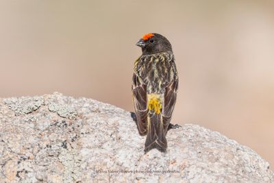 Red-fronted Serin - Serinus pusillus