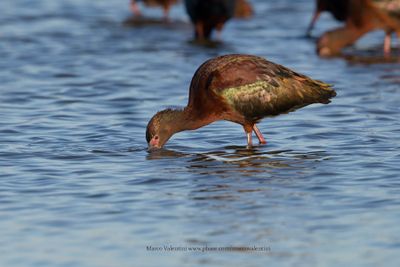 White-faced Ibis - Plegadis chihi