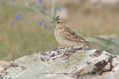 Oriental Skylark - Alauda gulgula