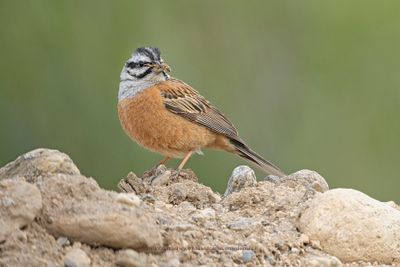 Rock Bunting - Emberiza cia