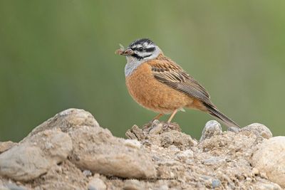 Rock Bunting - Emberiza cia