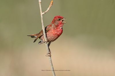 Common Rosefinch - Carpodarcus erythrinus