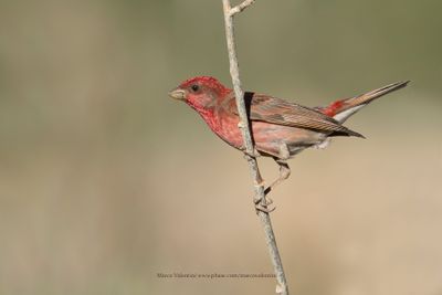 Common Rosefinch - Carpodarcus erythrinus