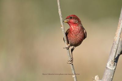 Common Rosefinch - Carpodarcus erythrinus