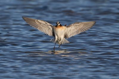 Wilson's Phalarope - Phalaropus tricolor