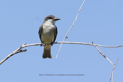 Thick-billed Kingbird - Tyrannus crassirostris