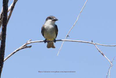 Thick-billed Kingbird - Tyrannus crassirostris