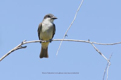 Thick-billed Kingbird - Tyrannus crassirostris
