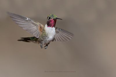Broad-tailed Hummingbird - Selasphorus platycercus