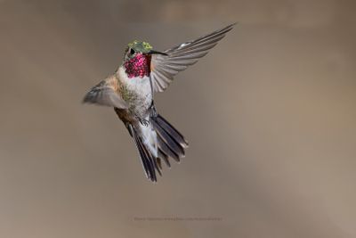 Broad-tailed Hummingbird - Selasphorus platycercus