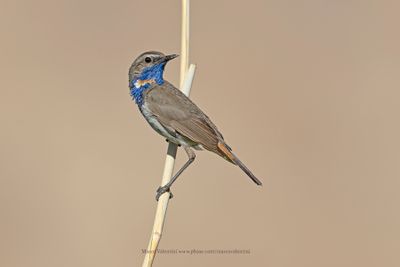 Bluethroat - Luscinia svecica