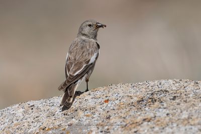 Black-winged Snowfinch - Montifringilla adamsi