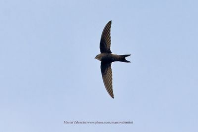 Pacific Swift - Apus pacificus