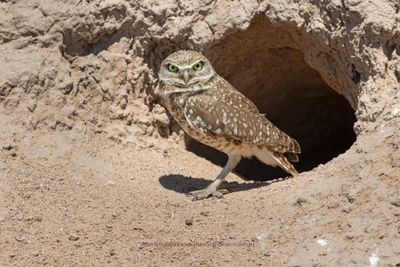 Burrowing owl - Athene cunicularia