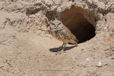 Burrowing owl - Athene cunicularia