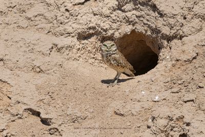 Burrowing owl - Athene cunicularia