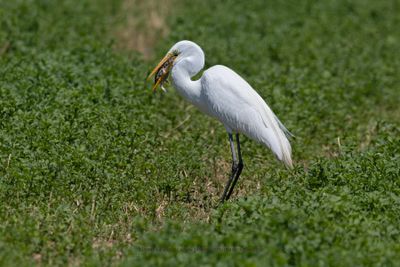 Great White heron - Ardea alba