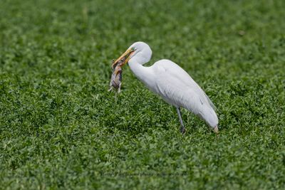 Great White heron - Ardea alba